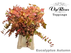 Euca Cinerea Autumn 200gr