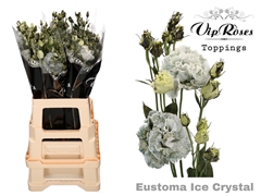 Eust G Celeb Ice Chrystal