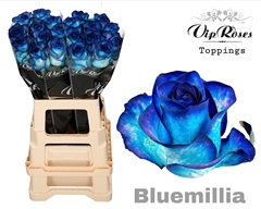 R Gr Bluemilia
