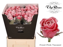 R Gr Frost Pink Tacazzi