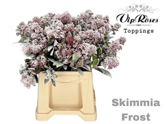 Skimmia Frost