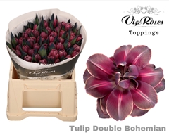 Tu Du Double Bohemian