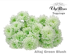 Chr T Altaj Green Blush