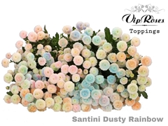 Chr S Dusty Rainbow
