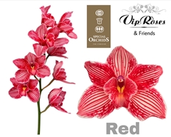 Cymb Dyed Red