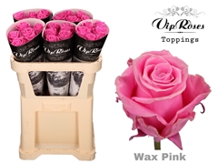 R Gr Wax Pink X30 998