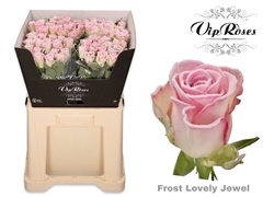 R Gr Frost Lovely Jewel