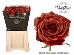 R Gr Red Naomi Antique