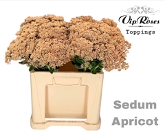 Sedum Apricot