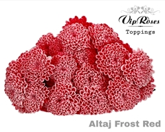 Chr T Altaj Frost Red
