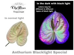 Ant A Blacklight Special