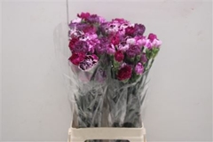 Di St Rainbow Mix Purple