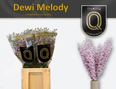 Delph El Dew Melody 70cm 23