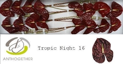 Anth A Tropic Night 11cm Ø
