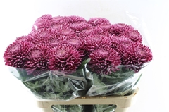 Chr G Bigoudi Purple 75cm 110gram