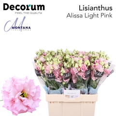 Eus G Alissa Ligh Pi 60cm