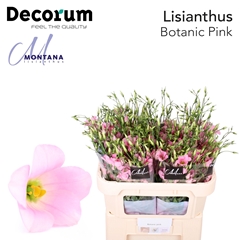 Eust E Botanic Pink 60cm