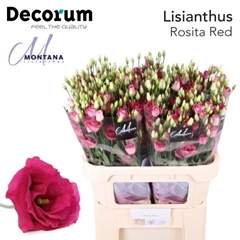 Eust G Rosita Red 60cm