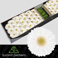 Germini Lobby 45cm 7cm Ø