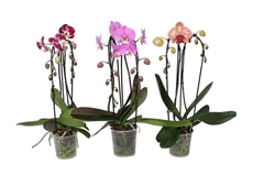 Phal Gem 2 Tak 12Ø 55cm