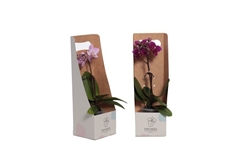 Phal Mini 6Ø 17cm