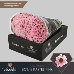 Chr S Aaa Bow Klb H% 55cm 100g