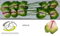 Anth A Zafira -PK- 15cm Ø