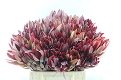 Leucad Jester 40cm