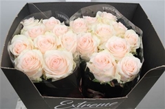 R Gr Sweet Caroline 55cm 5,5cm
