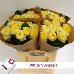 R Gr White Vuvuzela 60cm