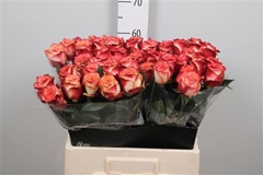 R Gr Attraction 60cm 6cm