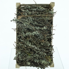 Larix Doos 50cm