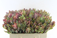 Leucad Senorita 50cm