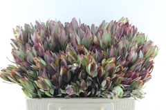 Leucad Senorita 50cm
