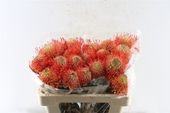 Leuco Co Succession 50cm