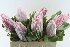Protea Cynaroides 50cm
