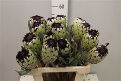Protea Barb Niobe 60cm