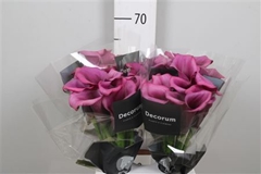 Zant Durban 65cm