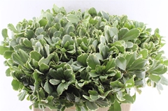 Pittosporum Ilan 60cm