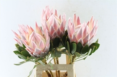 Protea Grande 70cm