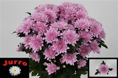 Chr T Veronica 70cm 90gram