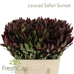 Leucad Safari Sunset 60cm