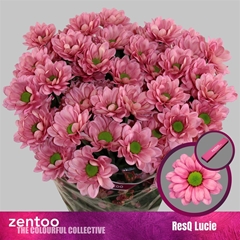 Chr T Resq Lucie 70cm 100gram
