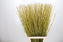 Cornus S Flaviramea 90cm