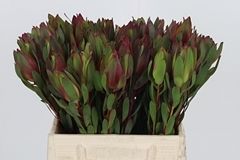 Leucad Senorita 40cm