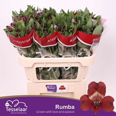Alstr Rumba 75cm 60gram