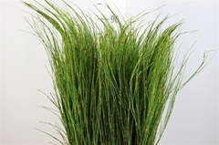 Xantorrhoea Ov P Bunch