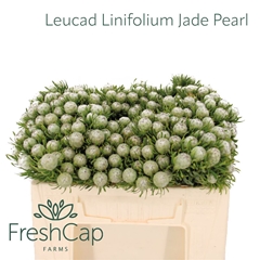 Leucad L Jad Pe Vert 30cm