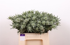Eryn Gemini Questar 40cm