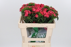 Di Barb S Will Coral 54cm 23